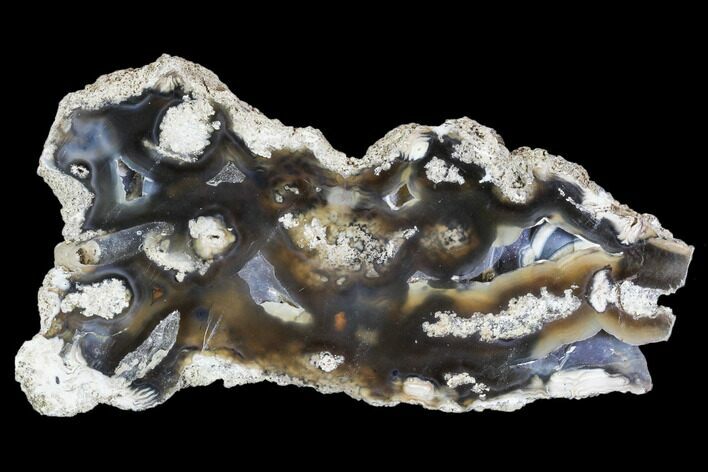 Agatized Fossil Coral Geode - Florida #105325